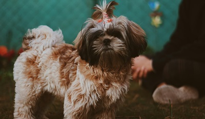 Benefits of getting Shih Tzu in india