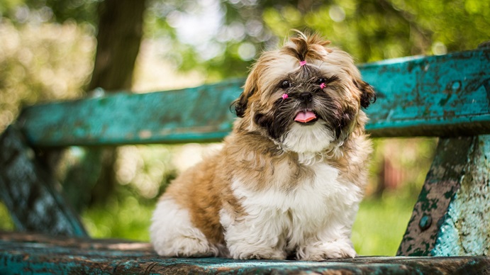 shih tzu best price in india