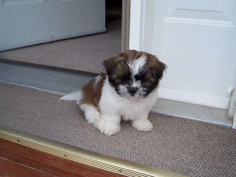 shih tzu dog price In Bangalore