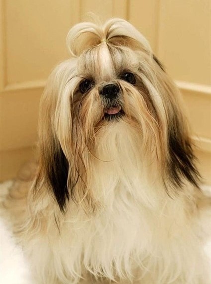 shih tzu female puppy price in india