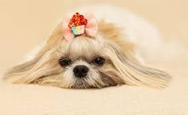 Major Health Problems For Shih Tzus in India