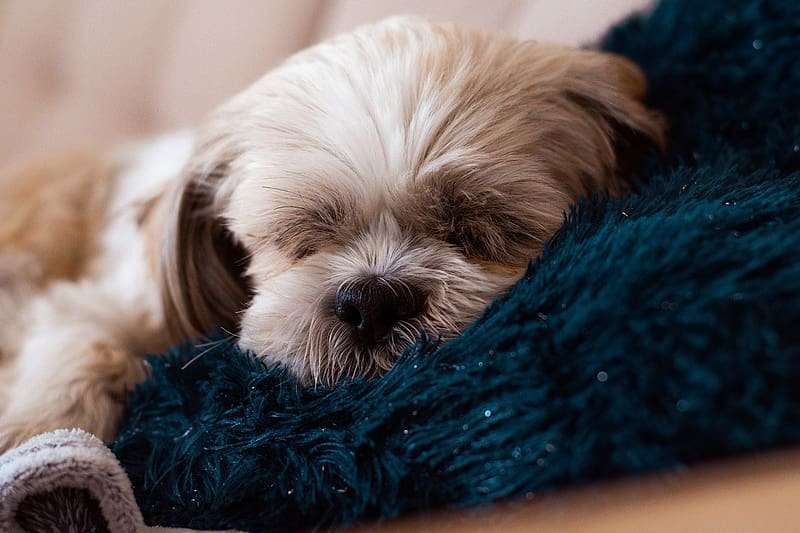 shih tzu puppies price in bangalore city