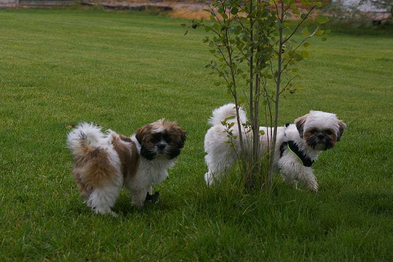 shih tzu for sale in bangalore