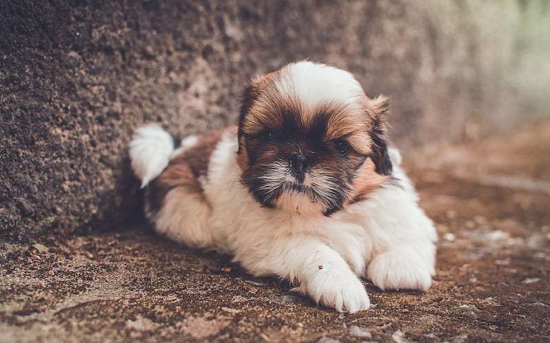 shih tzu puppies for sale online purchase