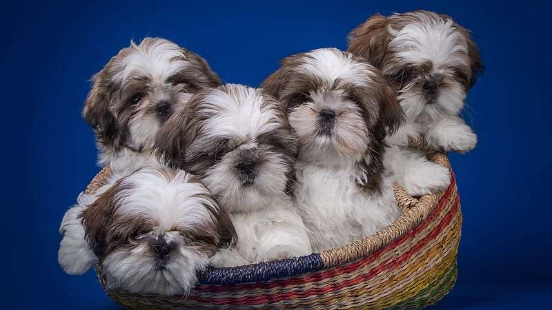 shih tzu puppies for sale in Bangalore