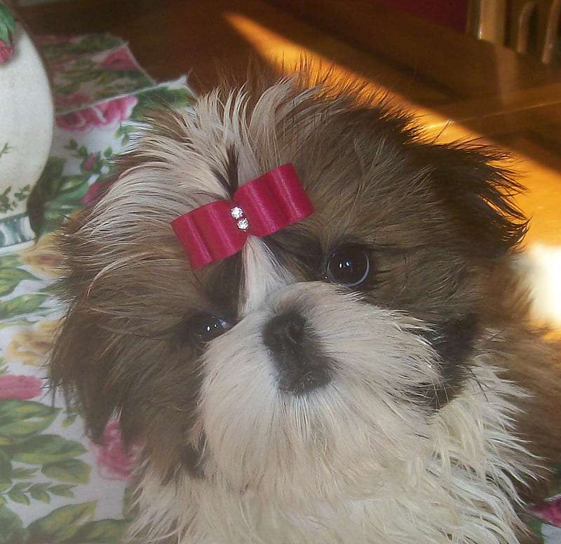 shih tzu puppy for sale In Bangalore