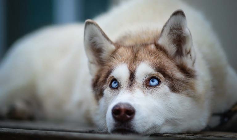 siberian husky for sale In India