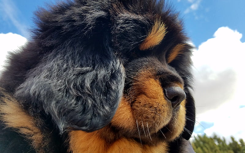 Tibetan Mastiff dog breeder In India
