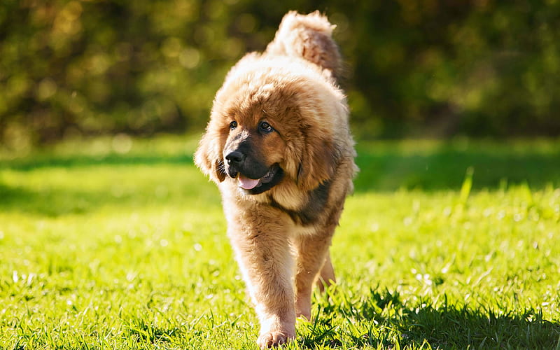 Tibetan Mastiff male price In India