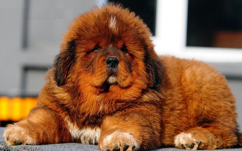 Tibetan Mastiff Dog Puppy Price In india