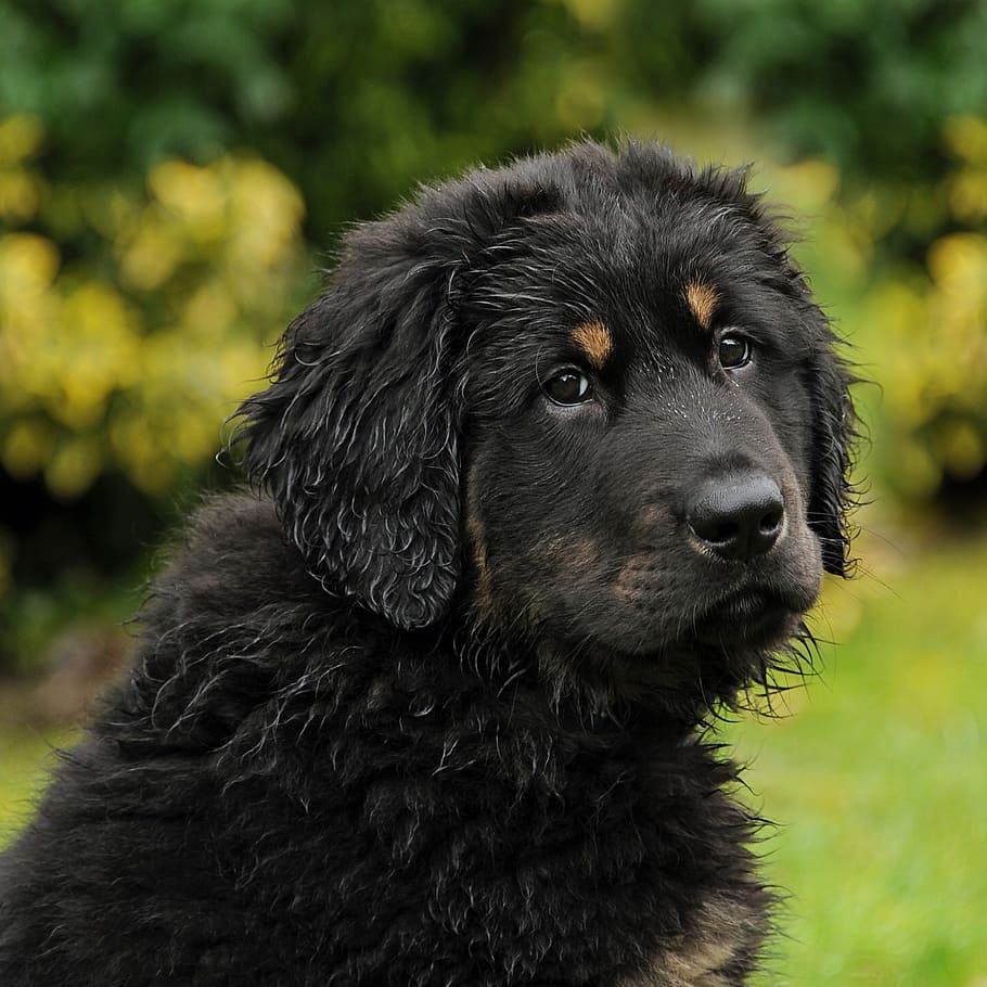 Tibetan Mastiff-Dog-Breeds Price In india
