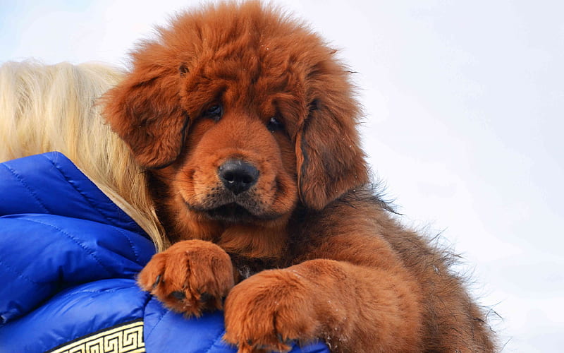 Tibetan Mastiff dog price In India