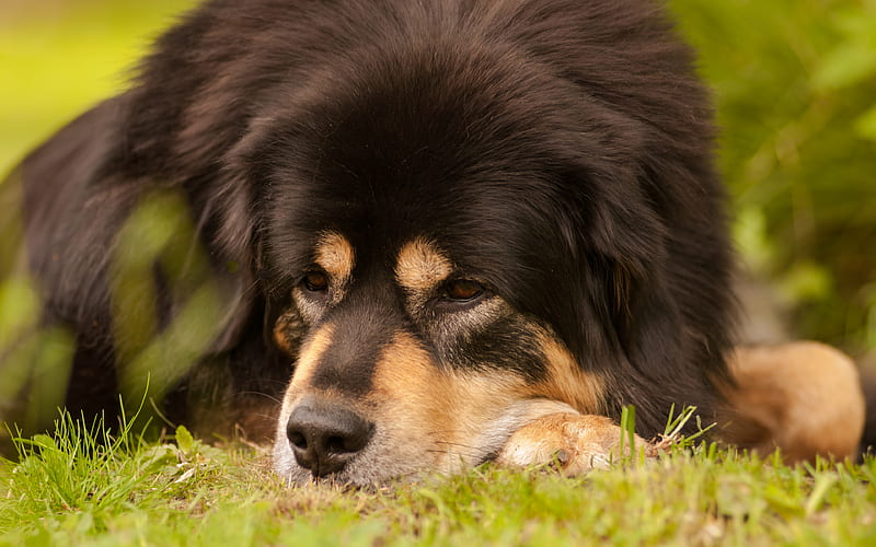 Tibetan Mastiff female for sale In India