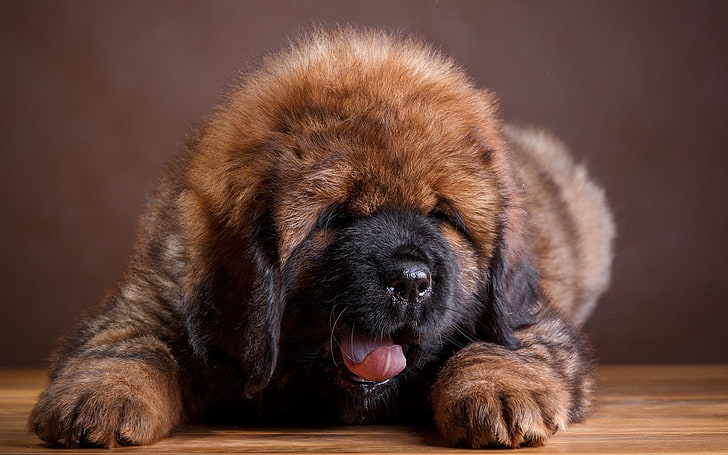 Tibetan Mastiff dog price In India
