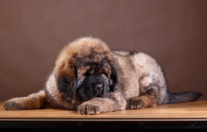 Powerful Tibetan Mastiff Puppy Price In India