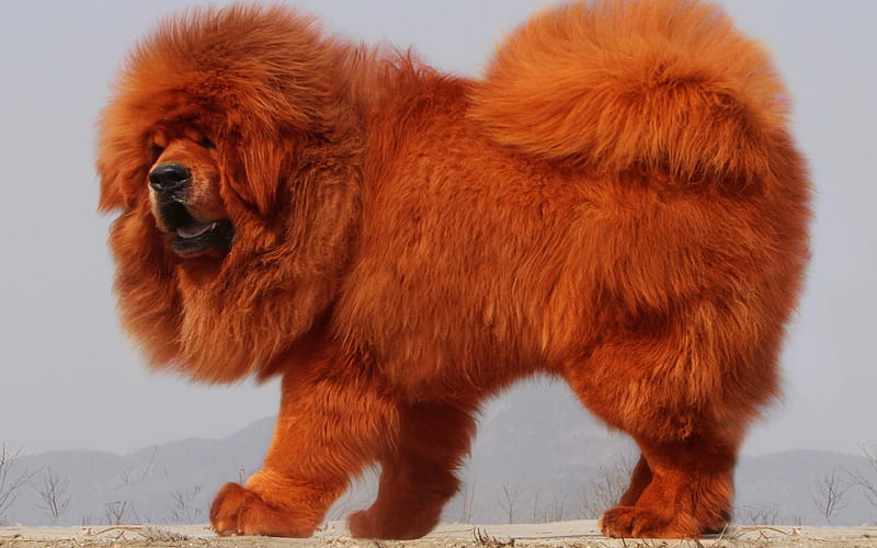 Tibetan Mastiff for sale In India