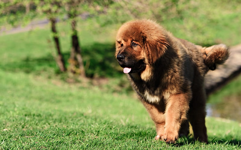 Tibetan Mastiff Dog breeders In india