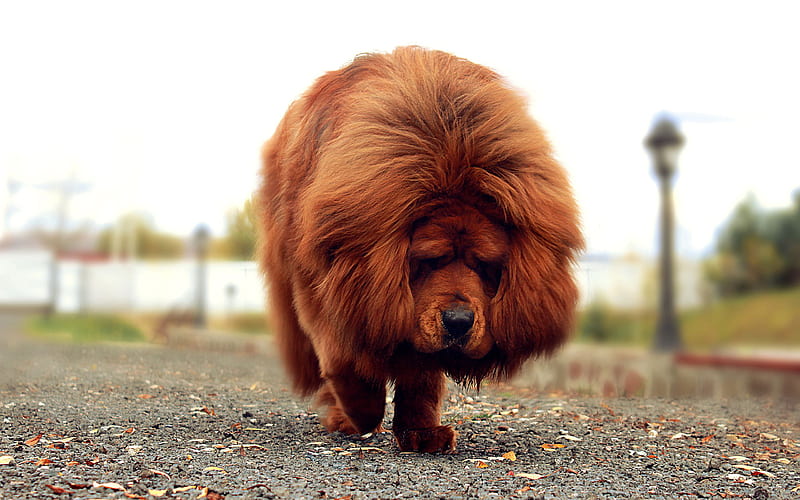 Tibetan Mastiff puppy price In India
