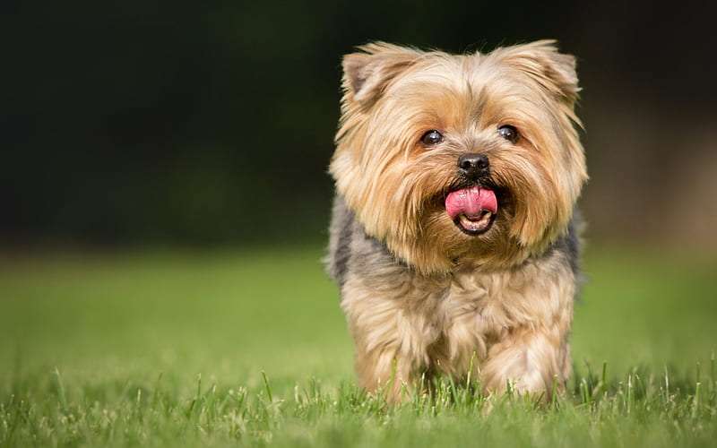 Yorkshire Terrier Price in India