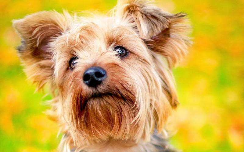 Yorkshire Terrier smart puppies in India