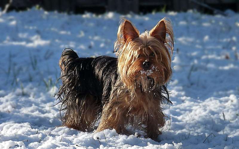 Yorkshire Terrier breed price
