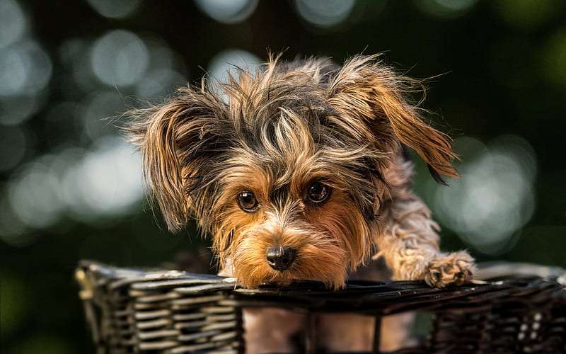 Yorkshire Terrier-puppy-sweet