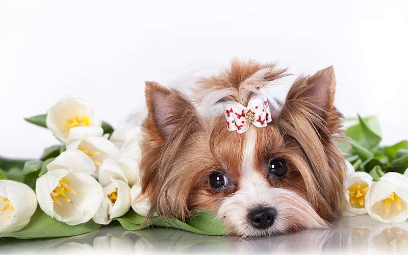 Yorkshire Terrier health problems