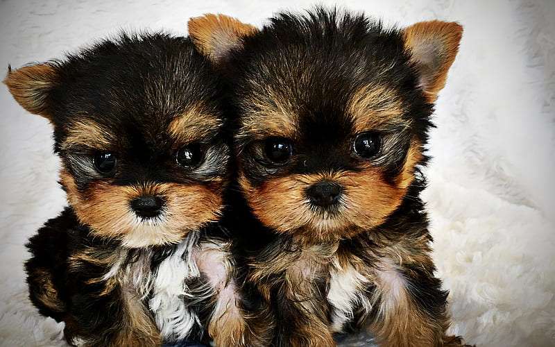 Yorkshire Terrier available in India