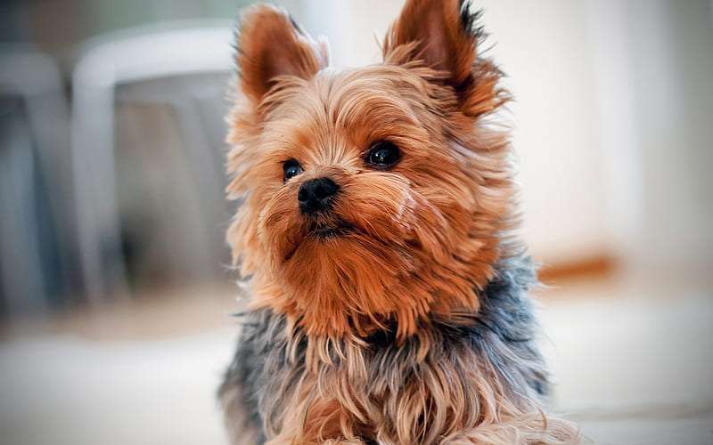 Show Quality Yorkshire Terrier Puppy Price In India