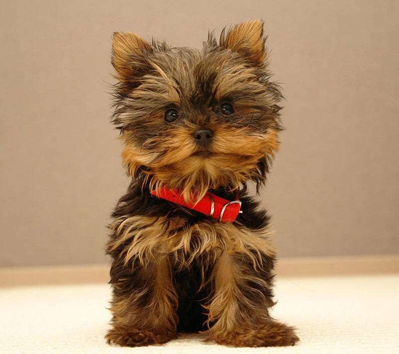 Top Quality Yorkshire Terrier Dog Price In India