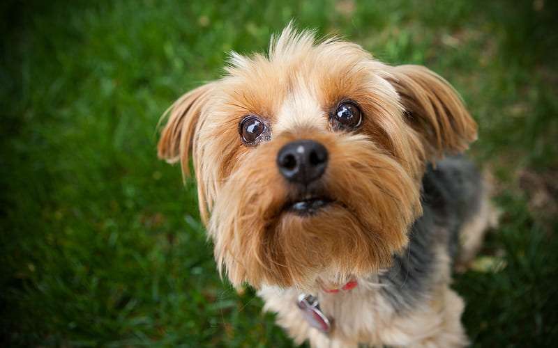 Yorkshire Terrier Dog Breeds in India