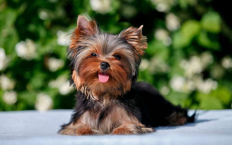 Yorkshire Terrier Dog Price in India