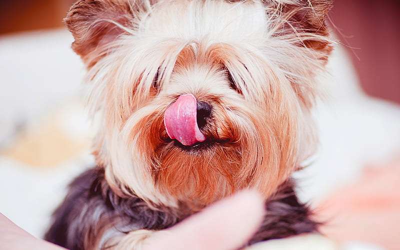 Yorkshire Terrier Breeders in India
