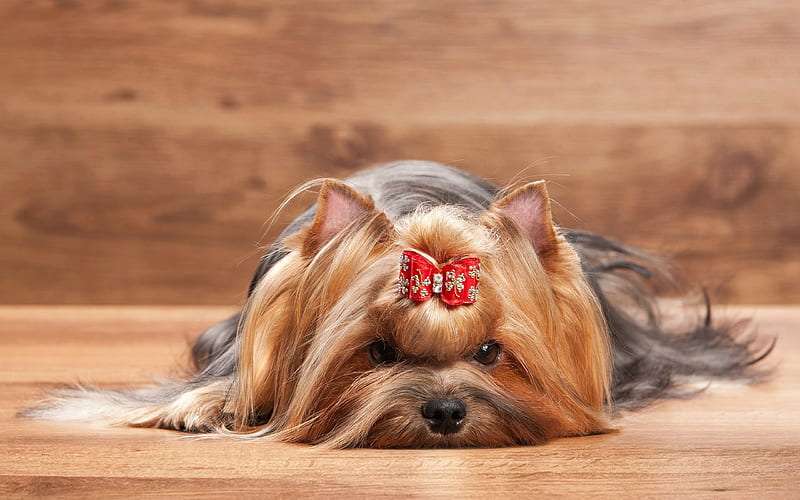 Yorkshire Terrier temperament