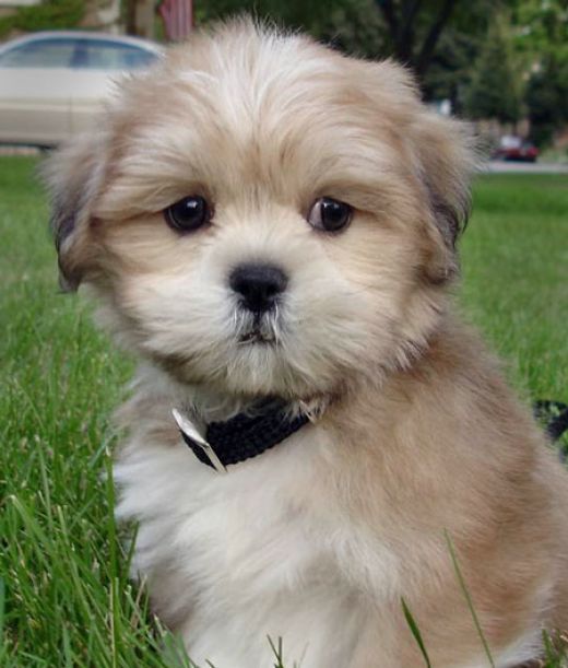 Lhasa Apso online purchase in Bangalore