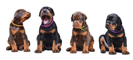 doberman puppy female price in bangalore