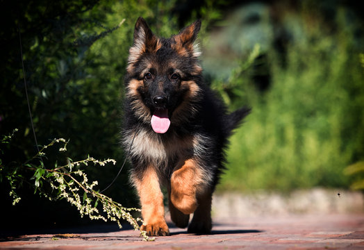 German Shepherd Puppies For Sale In bangalore