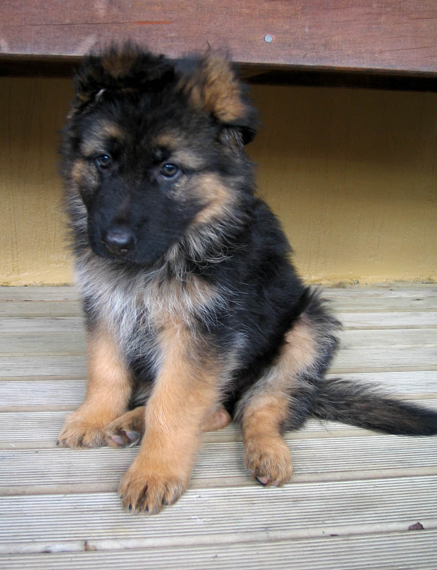 german shepherd female puppy price in Bangalore