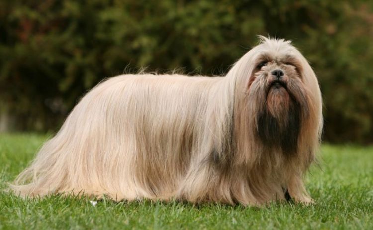 lhasa apso male price in bangalore