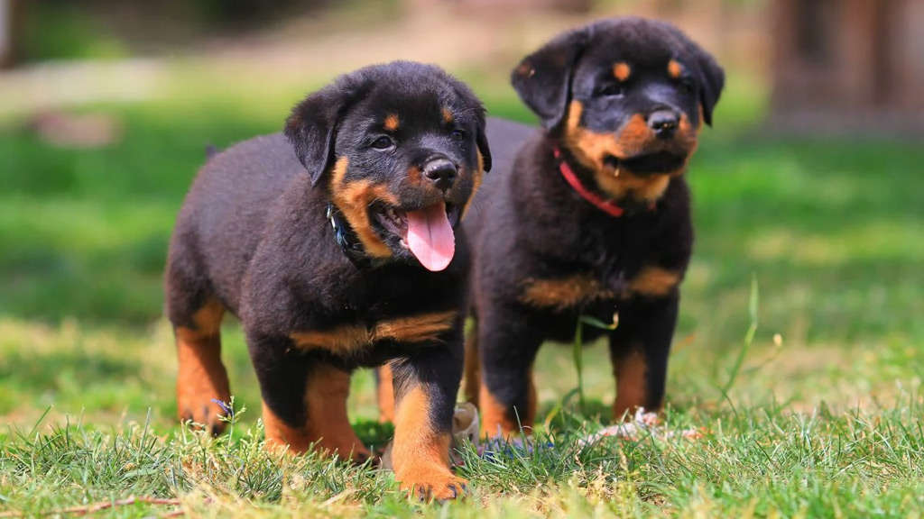 Rottweiler puppies for sale in Bangalore