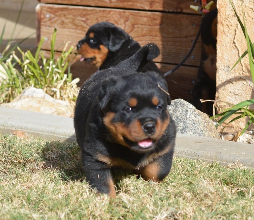 rottweiler female puppy in banagalore