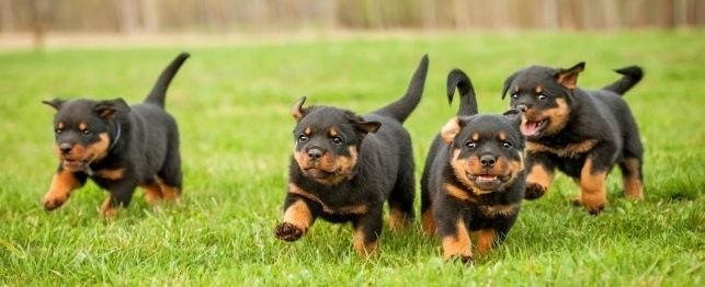 rottweiler male price in bangalore