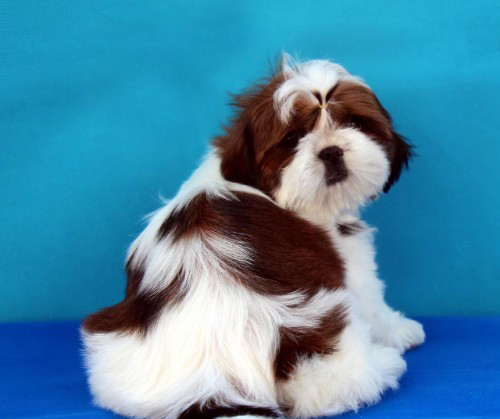 shih tzu Price in bangalore