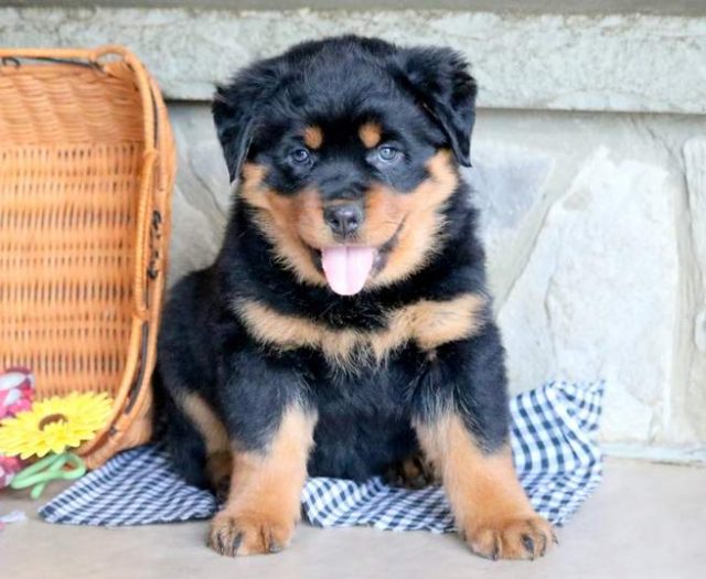 Rottweiler Puppy Price In bangalore