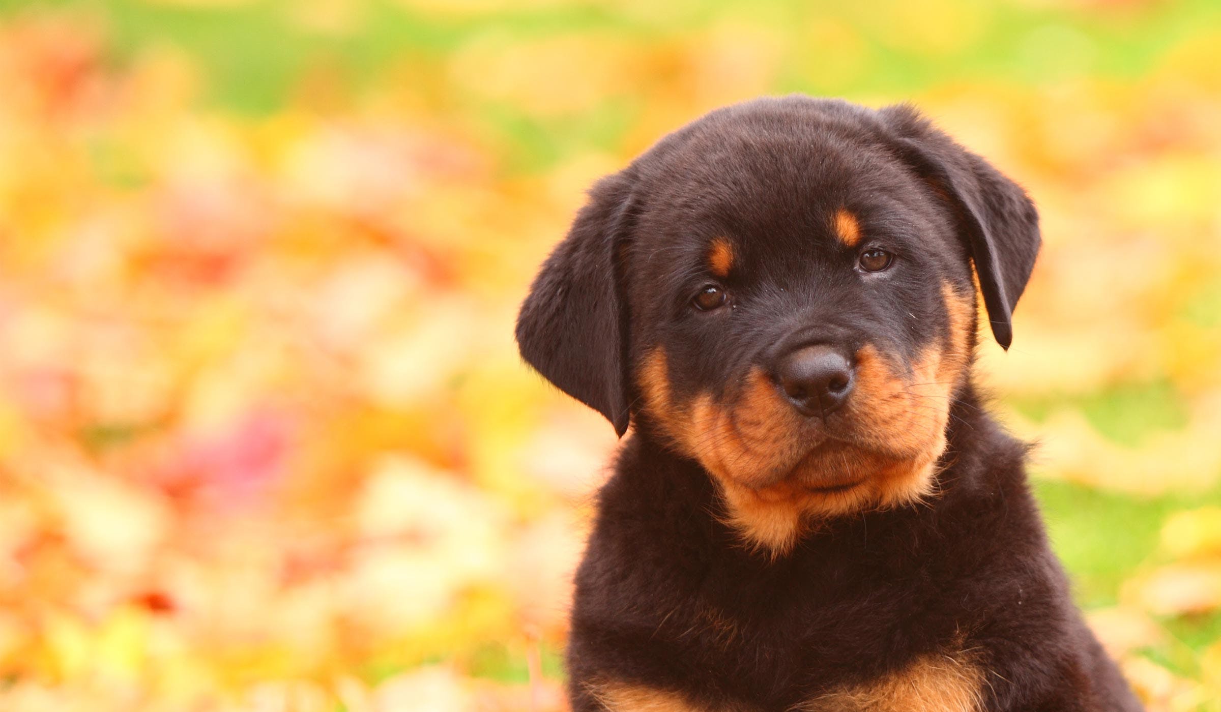 Rottweiler Puppies For Sale In bangalore